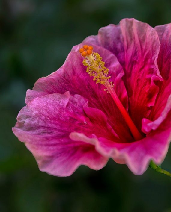 Rudy Ibisco 1 karismashop